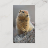 Visite profil ou carte de visite, écureuil (Dos)