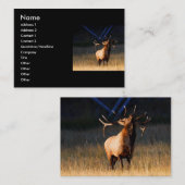 Visite profil ou carte de visite, élan (Devant / Derrière)