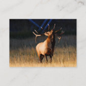 Visite profil ou carte de visite, élan (Dos)