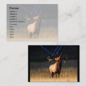 Visite profil ou carte de visite, élan (Devant / Derrière)