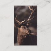 Visite profil ou carte de visite, élan (Dos)