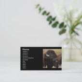 Visite profil ou carte de visite, grognement de bison (Debout devant)