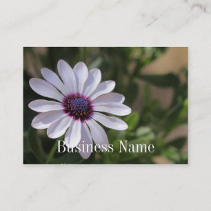 Visitekaartje van osteospermum