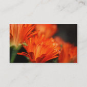 Visitekaartjes van varkensras (Achterkant)