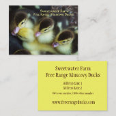 Visitekaartjes voor het inktvissen (Voorkant / Achterkant)