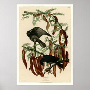 Viskool Poster