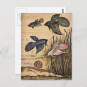 Viskunst Briefkaart (Voorkant / Achterkant)