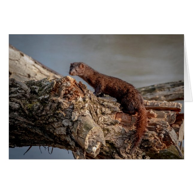Vison américain (Devant horizontal)