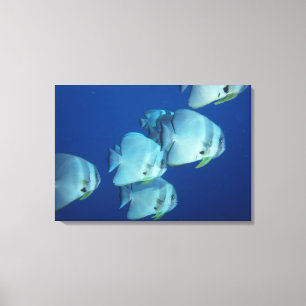 Visschool Canvas Afdruk