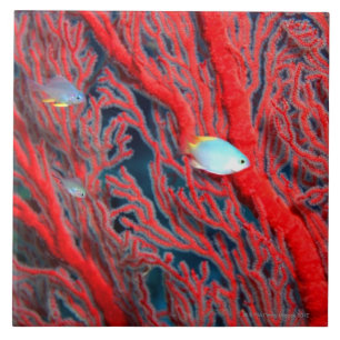 Vissen zwemmen in koraal tegeltje