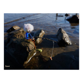 Vissende Fubby op een steen. Perfect Poster