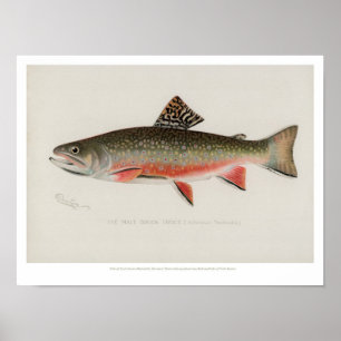 visserij - Brook-forel Poster