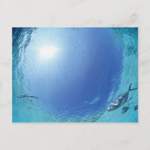 Visserij in de zee briefkaart