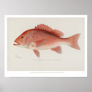  visserij - Red Snapper Poster