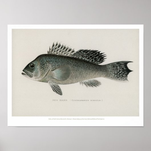  visserij - Zee Poster (Voorkant)