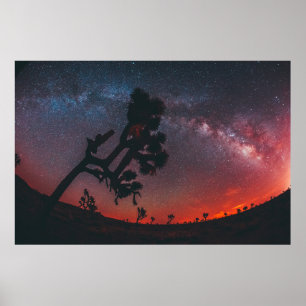 VISSERIJFOTO VAN SILHOUETTE TREE POSTER