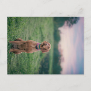 Vissla Sitting Briefkaart