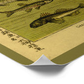  vissmelt Minnow Natural History Print (Hoek)