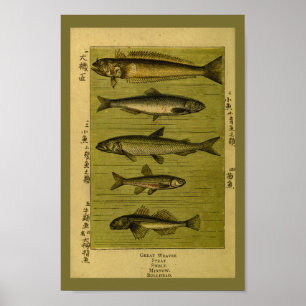  vissmelt Minnow Natural History Print
