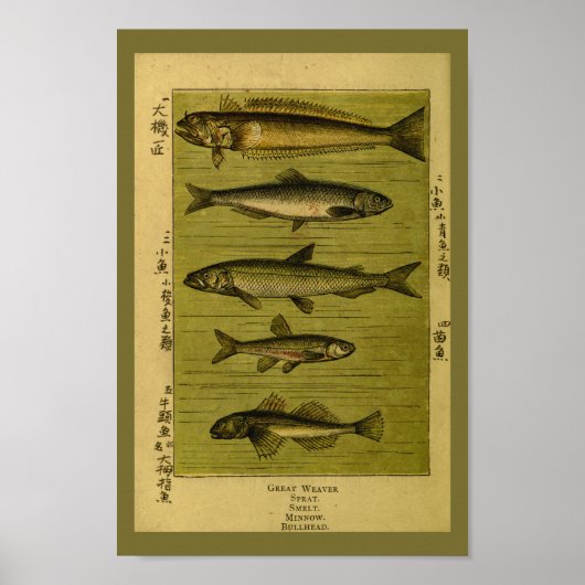  vissmelt Minnow Natural History Print (Voorkant)