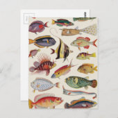 Vissoorten Briefkaart (Voorkant / Achterkant)