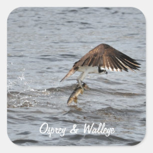 Vist Osprey & Catch 3 Wildlife Foto Vierkante Sticker