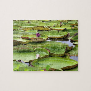 Vitoria Regis, reuzenwaterlelies in de Amazone Legpuzzel