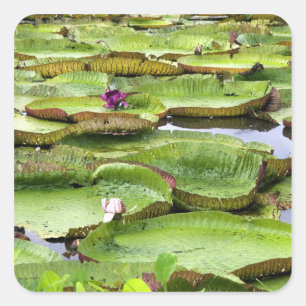 Vitoria Regis, reuzenwaterlelies in de Amazone Vierkante Sticker