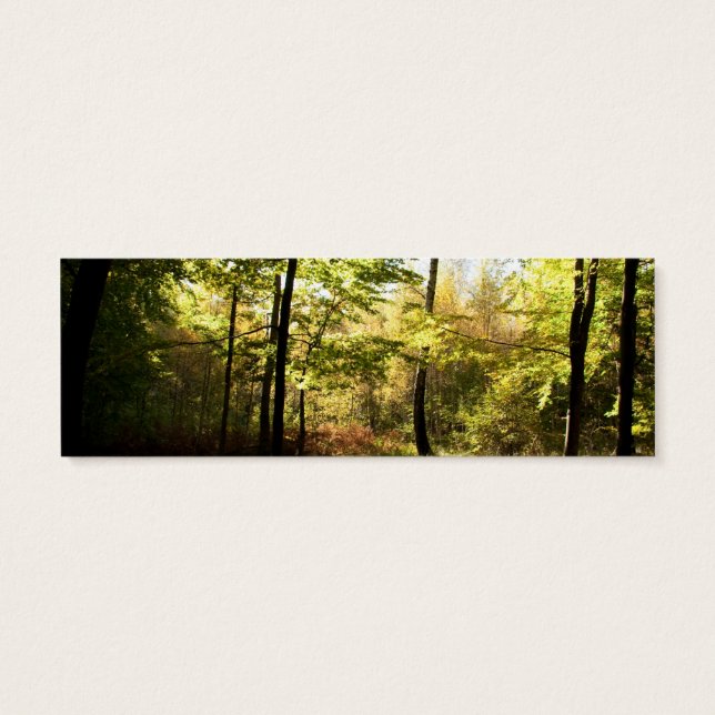 Vitrage de forêt (Dos)