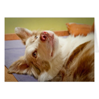 Viva de Border Collie die op het bed relaxeert