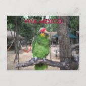 Viva Mexico Briefkaart (Voorkant)