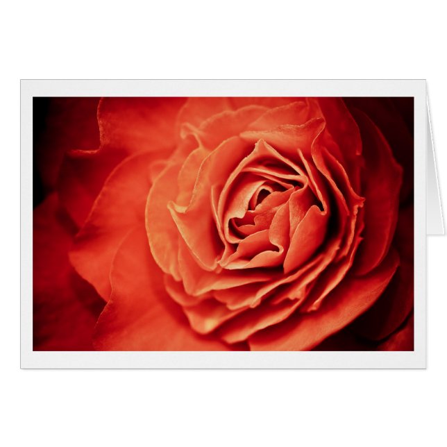 vivant rose (Devant horizontal)