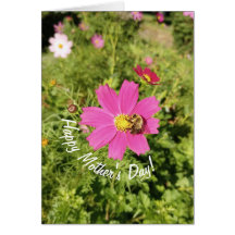 Vivid Cosmos rose Fleur Carte de la Fête des Mères