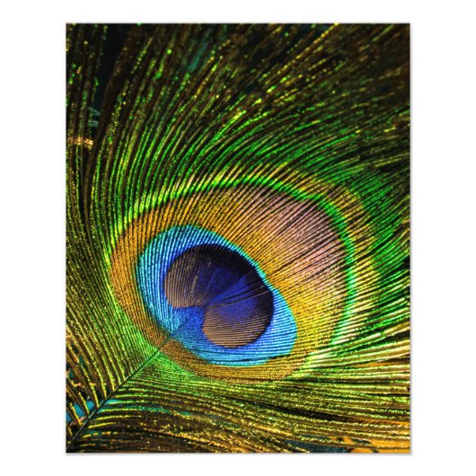Vivid Feather Foto Afdruk (Voorkant)