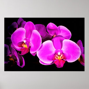 Vivid Orchid Poster