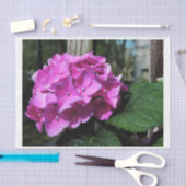 Vivid Pink Hydrangea Tissuepapier (Craft)