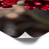 Vivid Red Celosia Print Perfect Poster (Hoek)