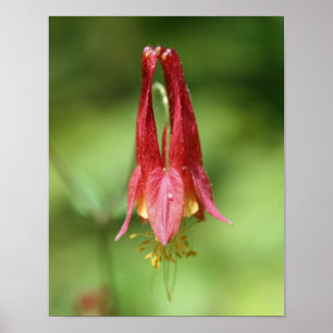 Vivid Red Wild Columbine Flower Poster