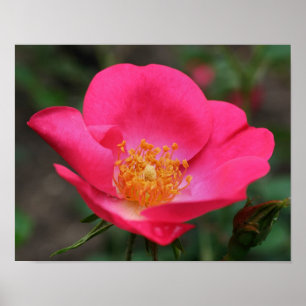 Vivid roze Rose Petals Poster