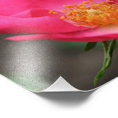 Vivid Roze Rozenblaadjes 8x10 Foto Afdruk (Hoek)