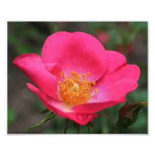 Vivid Roze Rozenblaadjes 8x10 Foto Afdruk