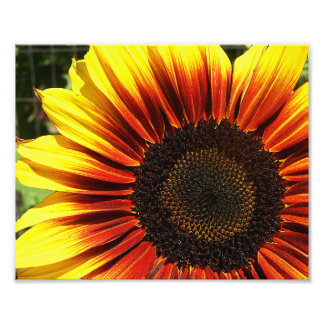 Vivid Sunflower Closeup 10x8 Foto Afdruk