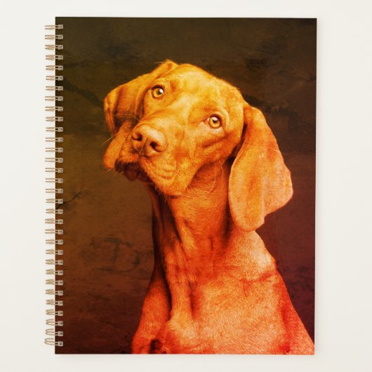 Vizsla (Devant)