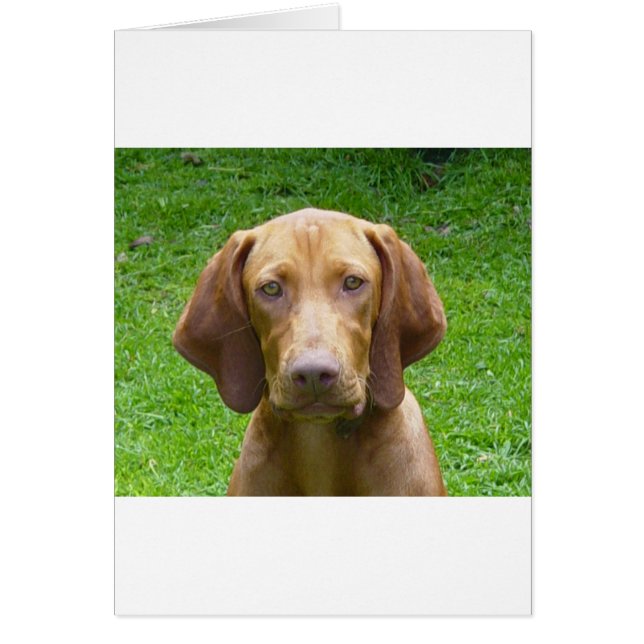 vizsla (Devant)