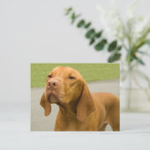 Vizsla Briefkaart (Staand voorkant)