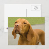Vizsla Briefkaart (Voorkant / Achterkant)