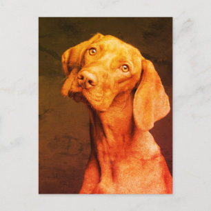 Vizsla Briefkaart