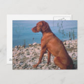 Vizsla Briefkaart (Voorkant / Achterkant)