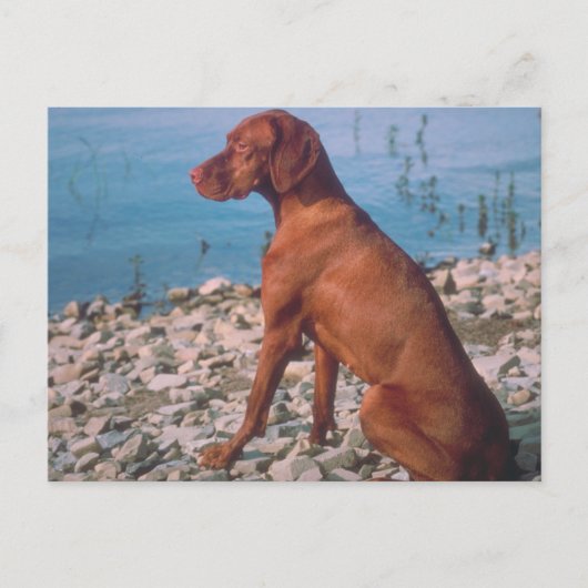 Vizsla Briefkaart (Voorkant)