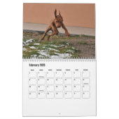 Vizsla Calendar Kalender (Feb 2026)